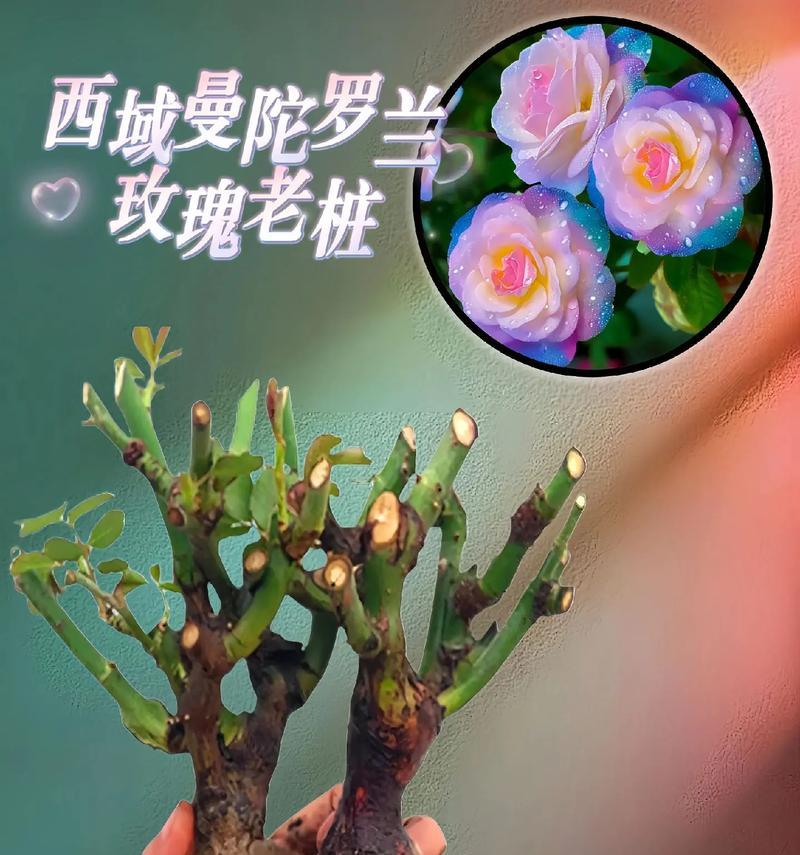 曼陀罗的种植技巧和注意事项有哪些？