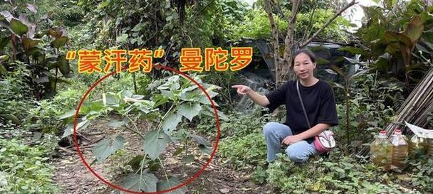 曼陀罗的种植技巧和注意事项有哪些？