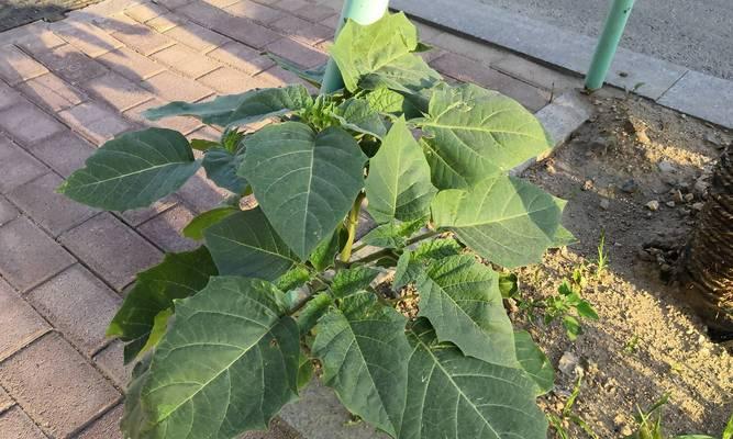 曼陀罗的种植技巧和注意事项有哪些？