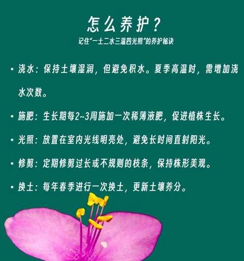 紫竹梅扦插的技巧有哪些？如何提高紫竹梅扦插的成功率？