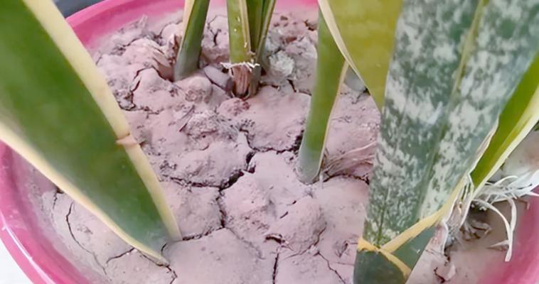 花盆土怎么消毒？消毒花盆土的方法有哪些？