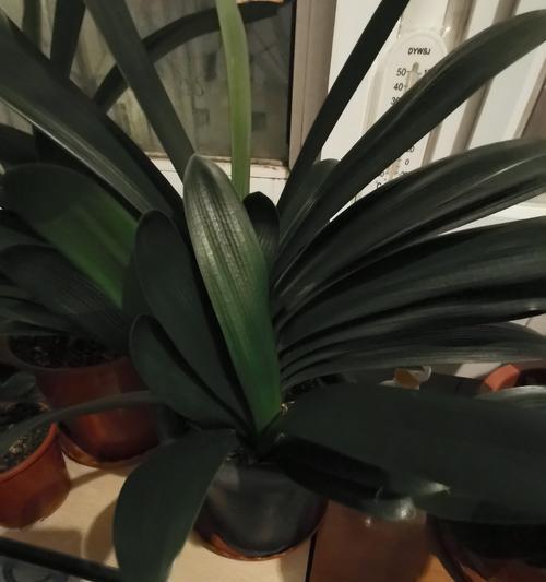 花盆土怎么消毒？消毒花盆土的方法有哪些？