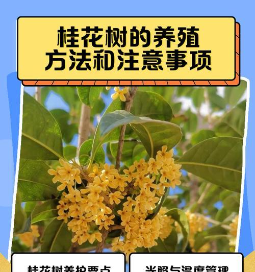 桂花换盆后浇水方法是什么？如何正确给换盆后的桂花浇水？