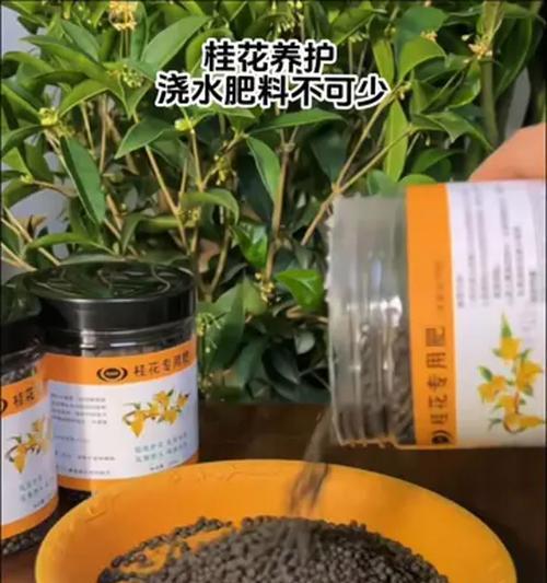 桂花换盆后浇水方法是什么？如何正确给换盆后的桂花浇水？