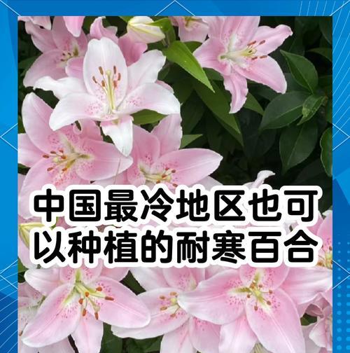 什么时候种百合？最佳种植时间和养护技巧是什么？