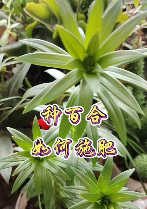 什么时候种百合？最佳种植时间和养护技巧是什么？