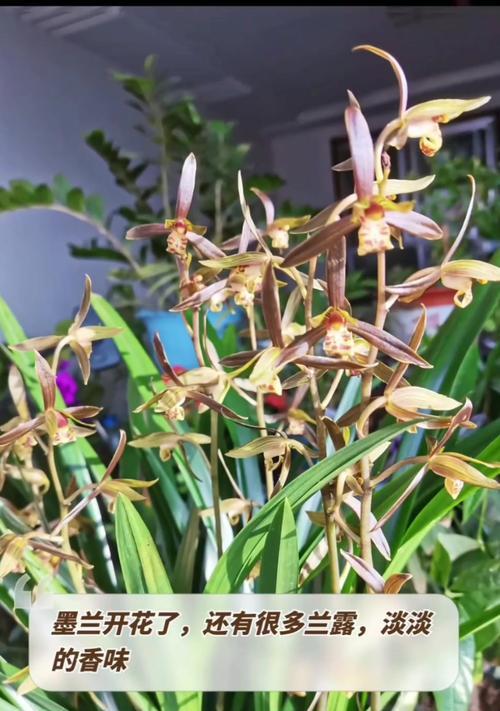 墨兰中高档品种有哪些？如何鉴别和选择？