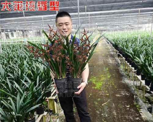 墨兰中高档品种有哪些？如何鉴别和选择？
