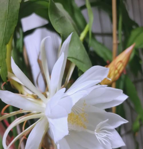 昙花什么季节开花？昙花的开花季节是什么时候？