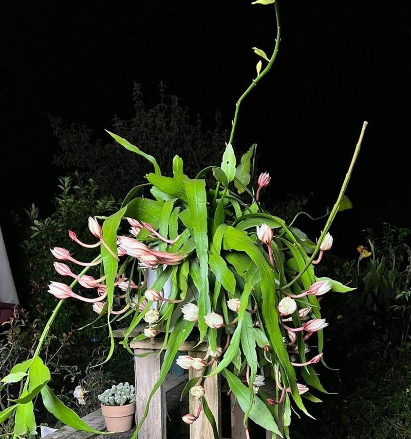 昙花什么季节开花？昙花的开花季节是什么时候？