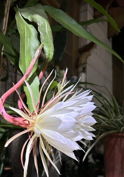 昙花什么季节开花？昙花的开花季节是什么时候？