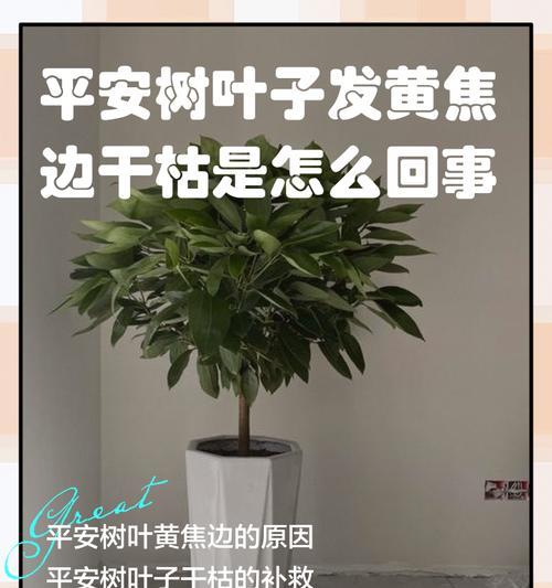 平安树叶子脱落的解决方法是什么？