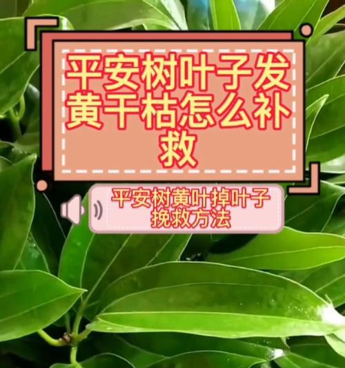 平安树叶子脱落的解决方法是什么？