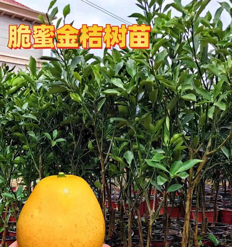 金桔品种有哪些？如何选择最佳的金桔品种？