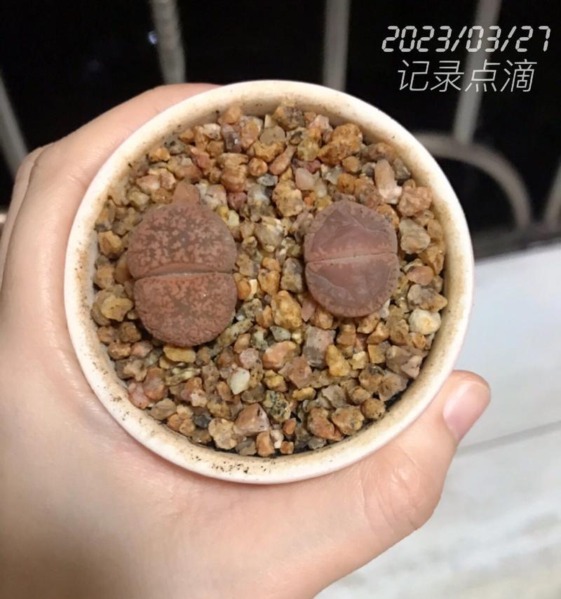 石生花的养殖技巧和注意事项有哪些？