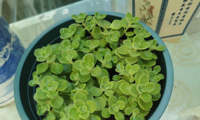 什么叫盆栽？盆栽植物有哪些特点和好处？