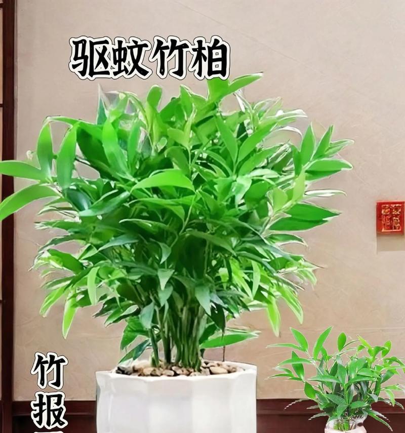 什么叫盆栽？盆栽植物有哪些特点和好处？