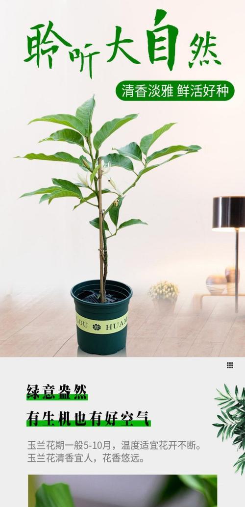 白兰花繁殖方法有哪些？最佳繁殖季节是什么时候？
