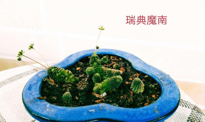 魔南怎么养？魔南花的养殖技巧和常见问题解答！