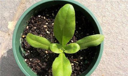 金盏菊种植技巧有哪些？如何正确种植金盏菊？