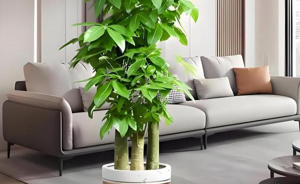 海南气候适合种植哪些花卉？种植时需注意什么？