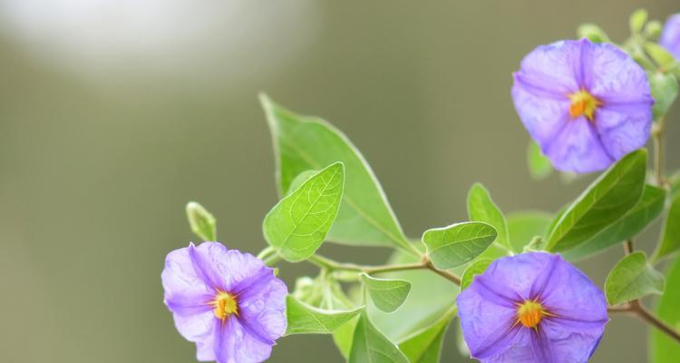海南气候适合种植哪些花卉？种植时需注意什么？