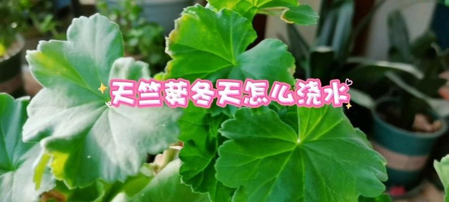 天竺葵冬季管理的正确方法是什么？