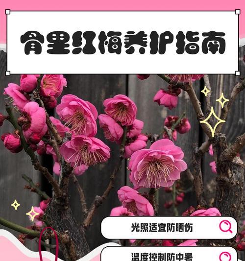 红梅花的养植技巧和注意事项是什么？