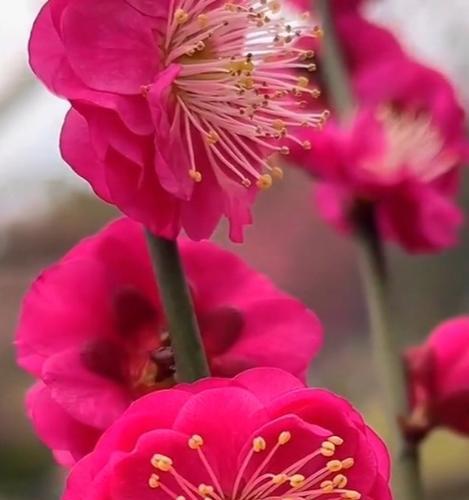 红梅花的养植技巧和注意事项是什么？