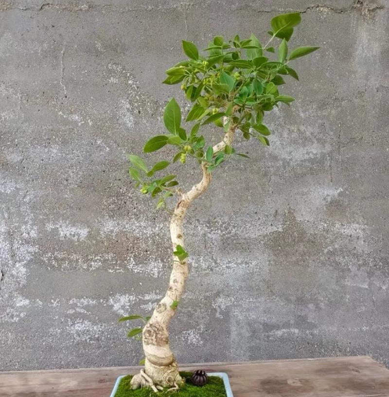 卫矛盆景的养护要点是什么？如何修剪才能保持其美观？