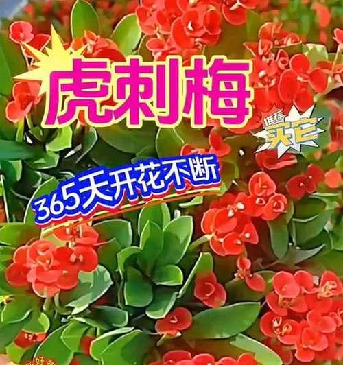 虎刺梅什么时候开花？如何确保虎刺梅按时开花？