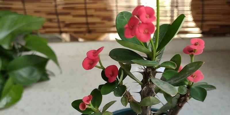 虎刺梅什么时候开花？如何确保虎刺梅按时开花？