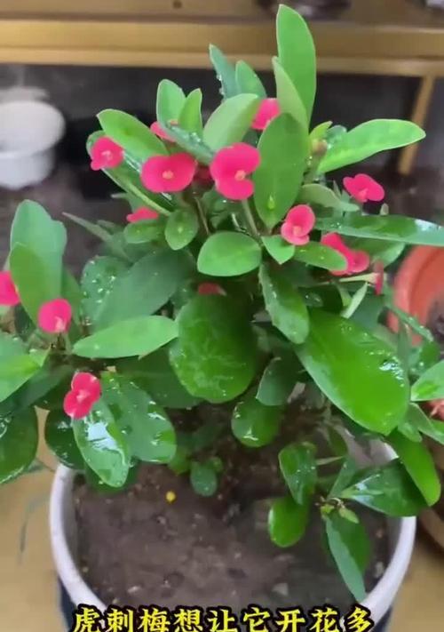 虎刺梅什么时候开花？如何确保虎刺梅按时开花？