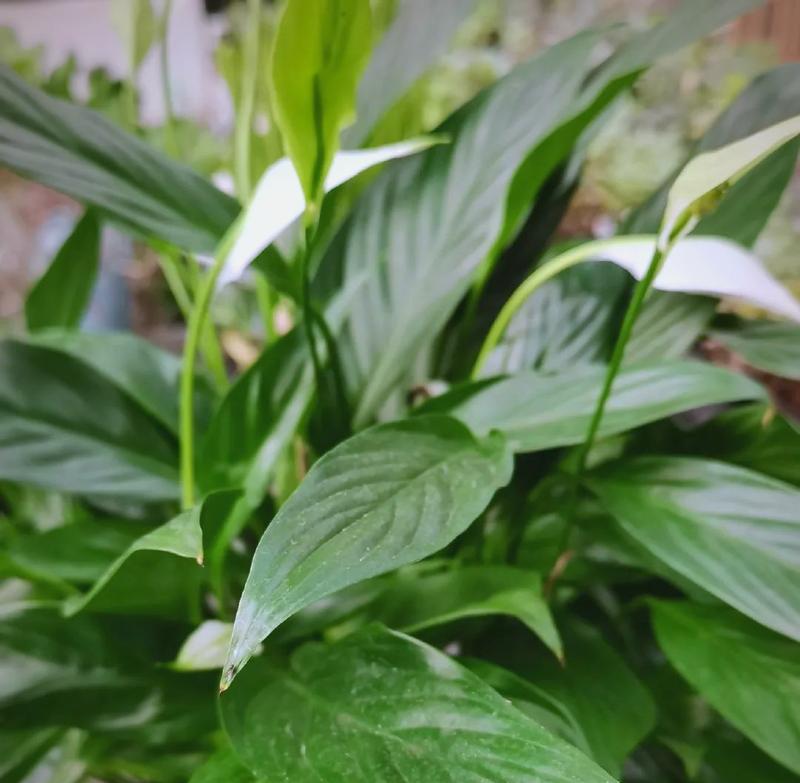 白鹤芋有哪些品种？不同品种白鹤芋的养护要点是什么？