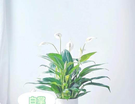白鹤芋有哪些品种？不同品种白鹤芋的养护要点是什么？