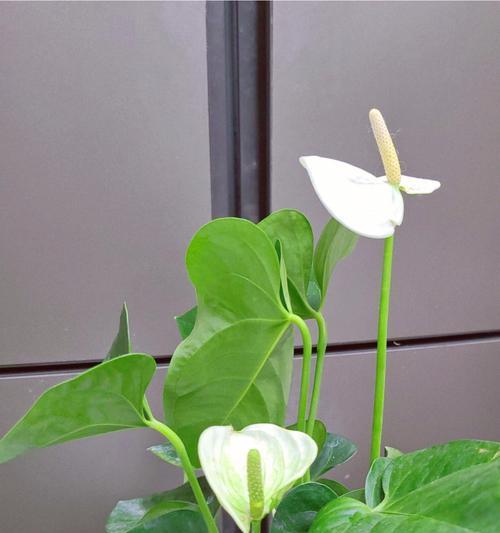 白鹤芋有哪些品种？不同品种白鹤芋的养护要点是什么？
