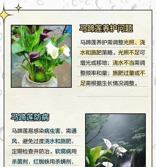马蹄莲花束怎么养？保持花束新鲜的秘诀是什么？