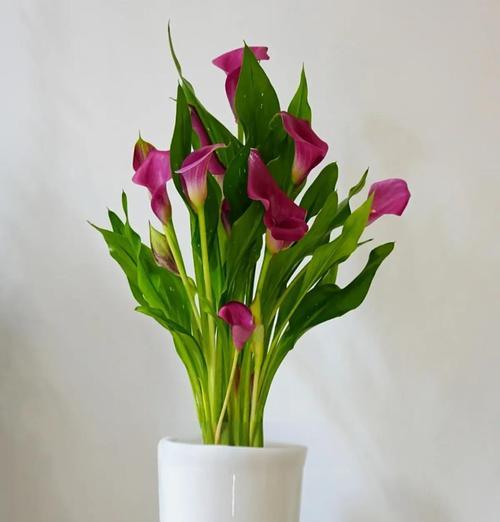 马蹄莲花束怎么养？保持花束新鲜的秘诀是什么？