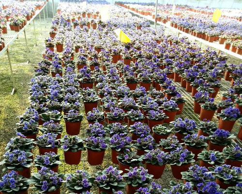 紫罗兰种植的正确方法是什么？