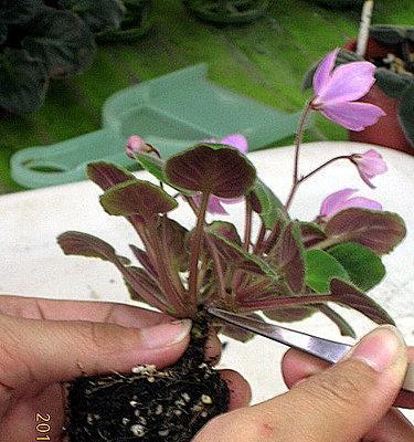 紫罗兰种植的正确方法是什么？