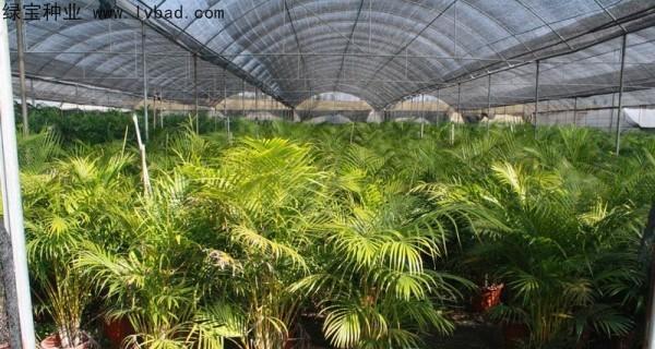 散尾葵繁殖的简易方法是什么？