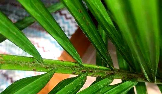 散尾葵繁殖的简易方法是什么？