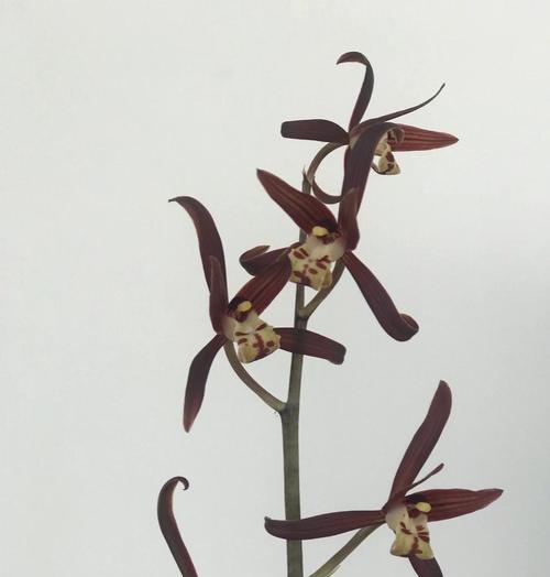 怎样催墨兰开花？