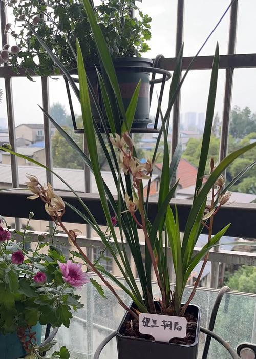 怎样催墨兰开花？
