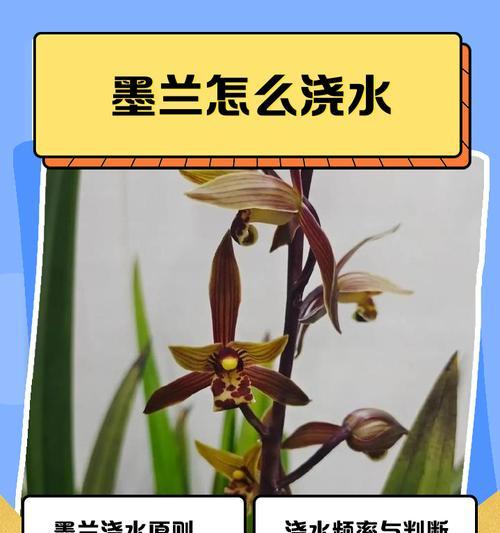 怎样催墨兰开花？