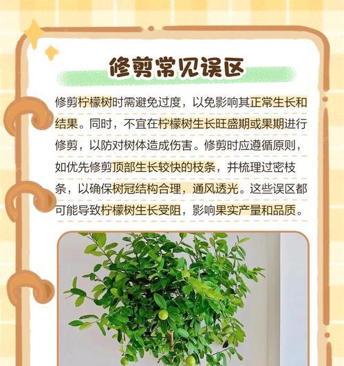宁檬树的养护方法是什么？如何确保其结果？