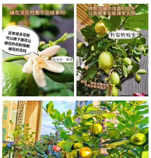 宁檬树的养护方法是什么？如何确保其结果？