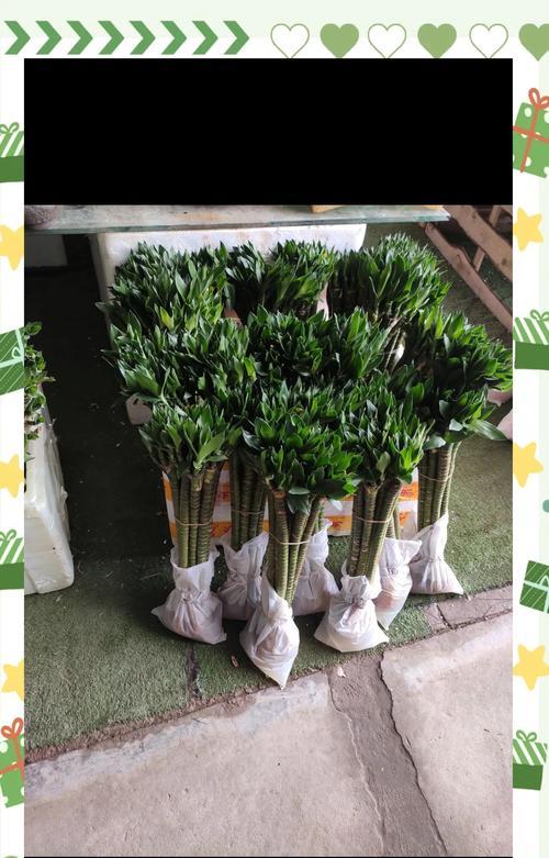 富贵竹分枝方法是什么？