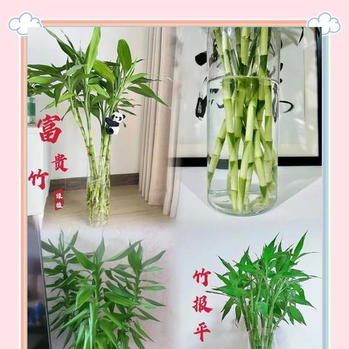 富贵竹分枝方法是什么？