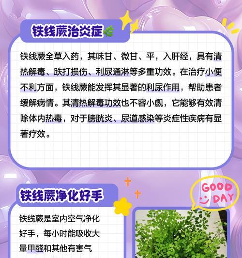 铁线蕨种植需要注意哪些问题？